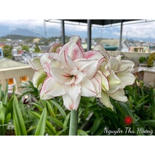 Củ Hoa Huệ Tây , Lan huệ Cánh kép
