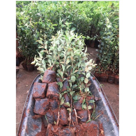 Cây giống táo đỏ, táo tây, cây bôm - Pomme-UtNho