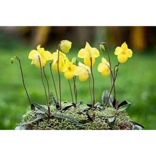 CÂY GIỐNG LAN HÀI MỐC VÀNG