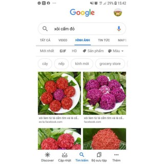 cây giống cẩm tím cẩm đỏ