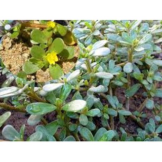 Hạt giống rau sam đất HN (0.5g)