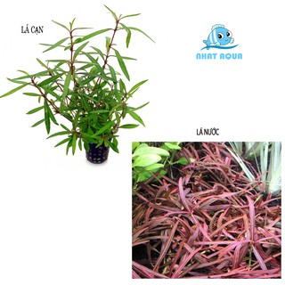 Hồ Liễu Đỏ Thủy sinh