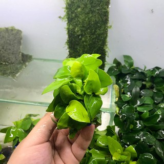 Cây Ráy Lá Vàng (CÂY THỦY SINH)