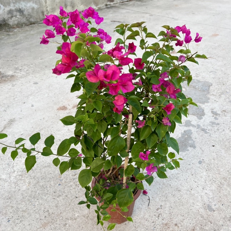 Cây hoa giấy leo giàn cao 60-70cm tạo bóng mát nở hoa rực rỡ, trang trí sân vườn và ban công