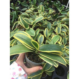 Lan hồ điệp lá biên (hàng cắt cành)