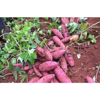Củ Khoai Lang(1kg)
