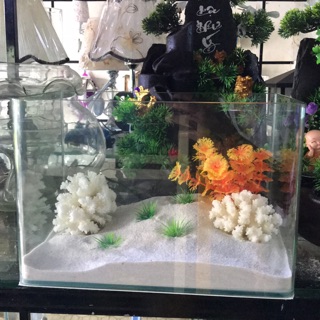 Bể cá .hồ cá.hồ đúc dài 26 rộng 18 cao 20 cm được mài cạnh vi tính