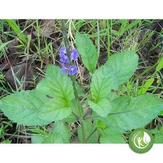 Cây Đuôi Chuột khô 1KG - ND191