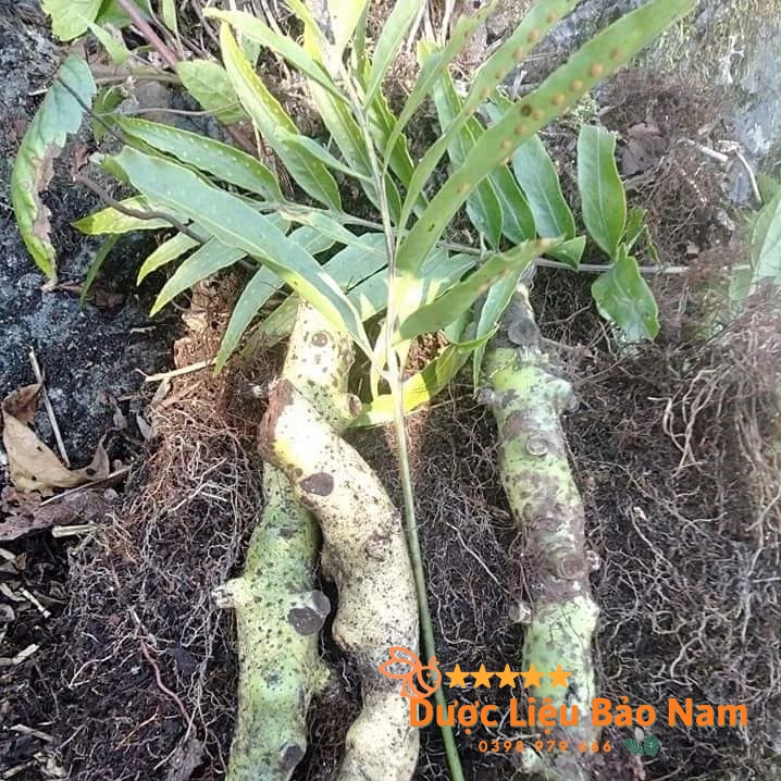 Tắc Kè Đá  tươi Tây Bắc 1kg