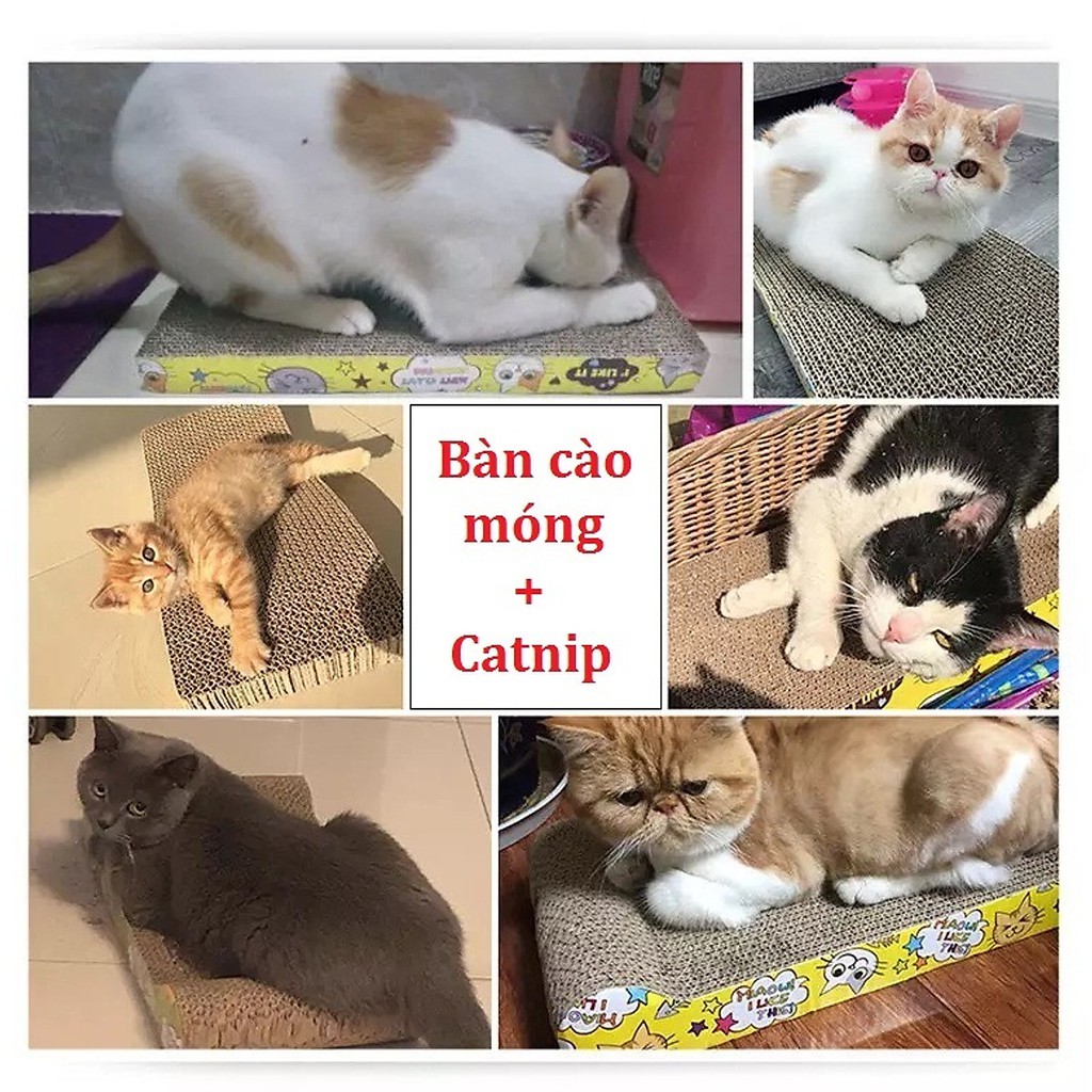 Bàn cào móng cho mèo xả stress - tặng kèm cỏ mèo catnip