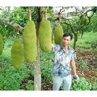  Cây Giống mít trái dài Malaysia  cây ghép siêu sớm  