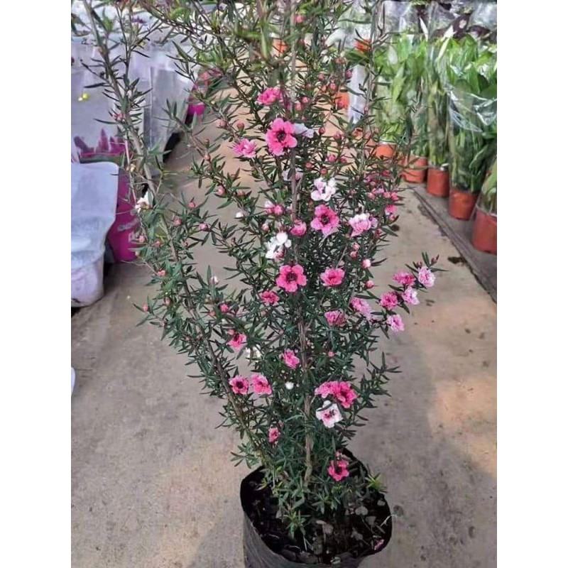 CÂY TÙNG TUYẾT MAI