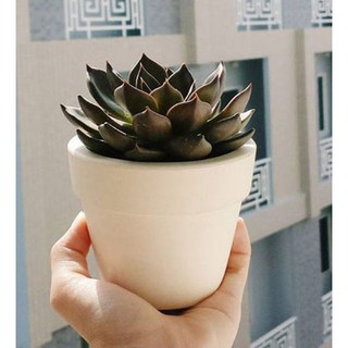 Chậu đất nung trắng size lớn