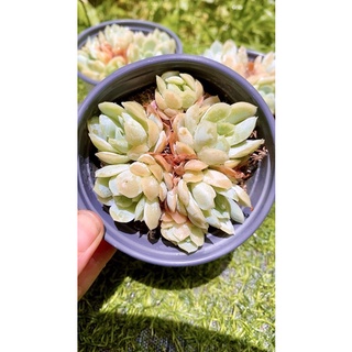 sen đá Hải ly Hồng bạc tròn