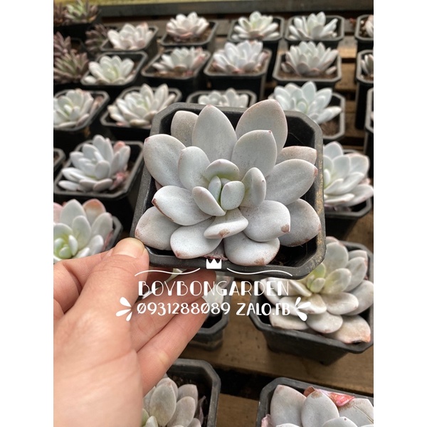 cây sen đá laui đợt này size chậu 9cm