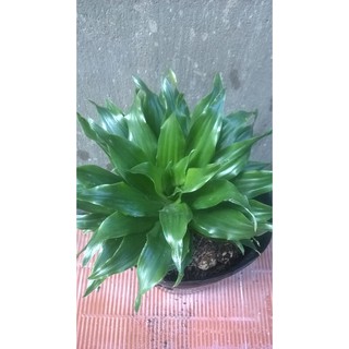 Cây phát tài nhật