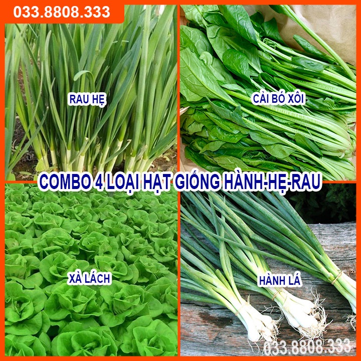 Bộ 4 Hạt Giống Cải Bó Xôi -Hành - Hẹ - Xà Lách Đăm Dễ Trồng Và Chăm Sóc
