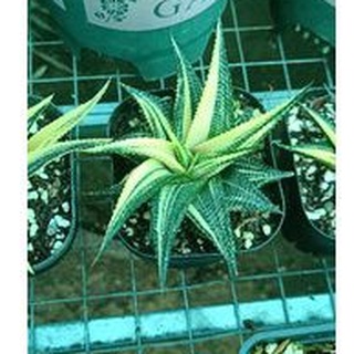 cây móng rồng xoáy vàng nhỏ