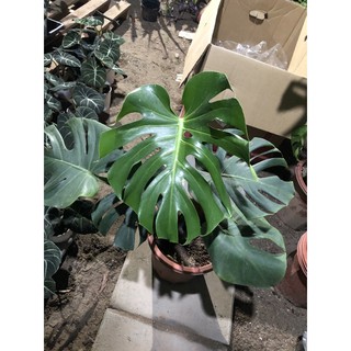 TRẦU BÀ NAM MỸ size lớn 40cm (1cây)
