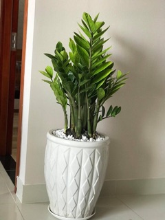 CÂY KIM TIỀN MINI