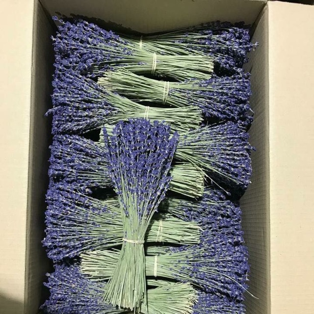 Hoa Lavender 