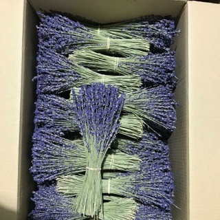 Hoa Lavender