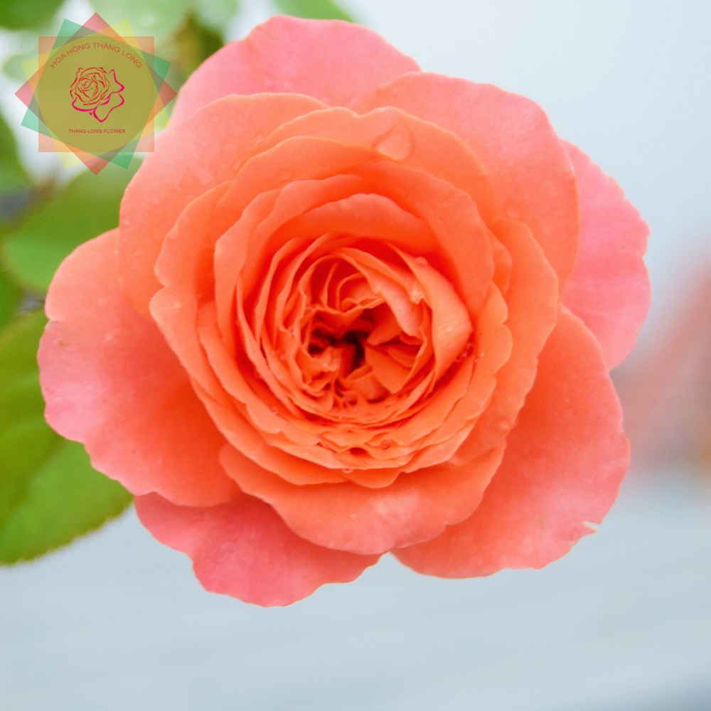 Cây hoa hồng ngoại Emilien De Guillot cam đỏ  cực đẹp - Hoa hồng Thăng Long Flower