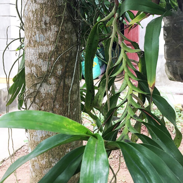 Giáng hương 3 cây