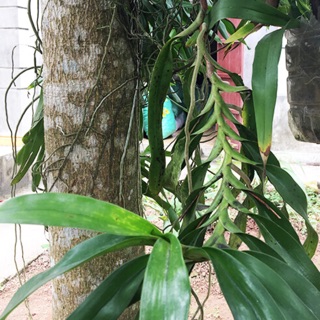 Giáng hương 3 cây
