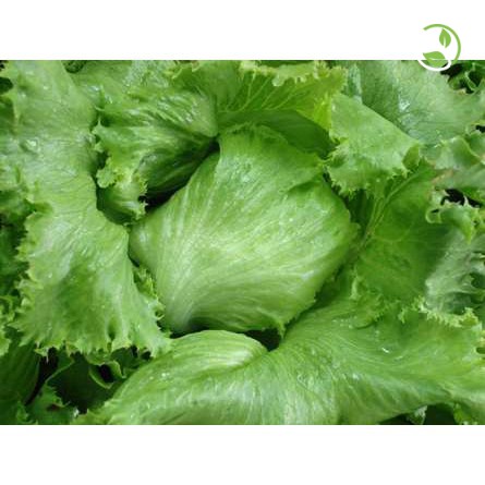 Hạt Giống Xà Lách Búp Thảo Nguyên No.5 Phú Nông - Gói 2g - Lettuce Butterhead