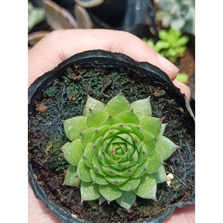 Sen đá phật bà xanh