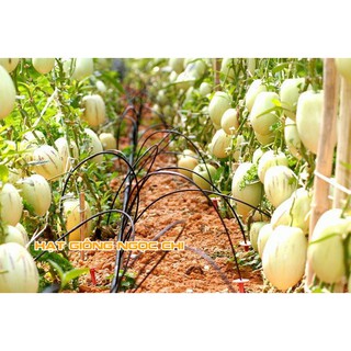 Hạt Giống Dưa Pepino (Dưa Nam Mỹ) - 4 Hạt