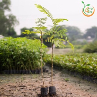 Cây giống lim xẹt