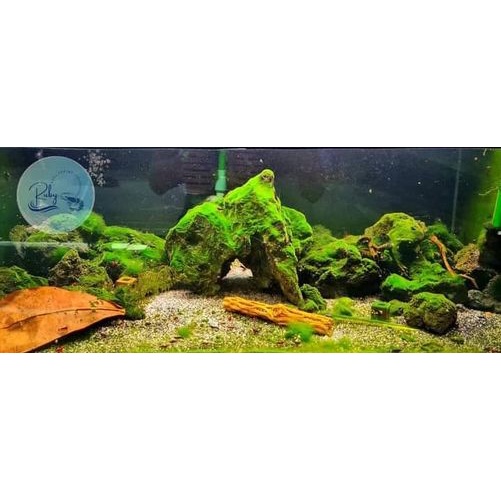 Mầm kích tảo đài loan