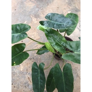Chậu cứng Trầu bà tỷ phú - Philodendron burle marx