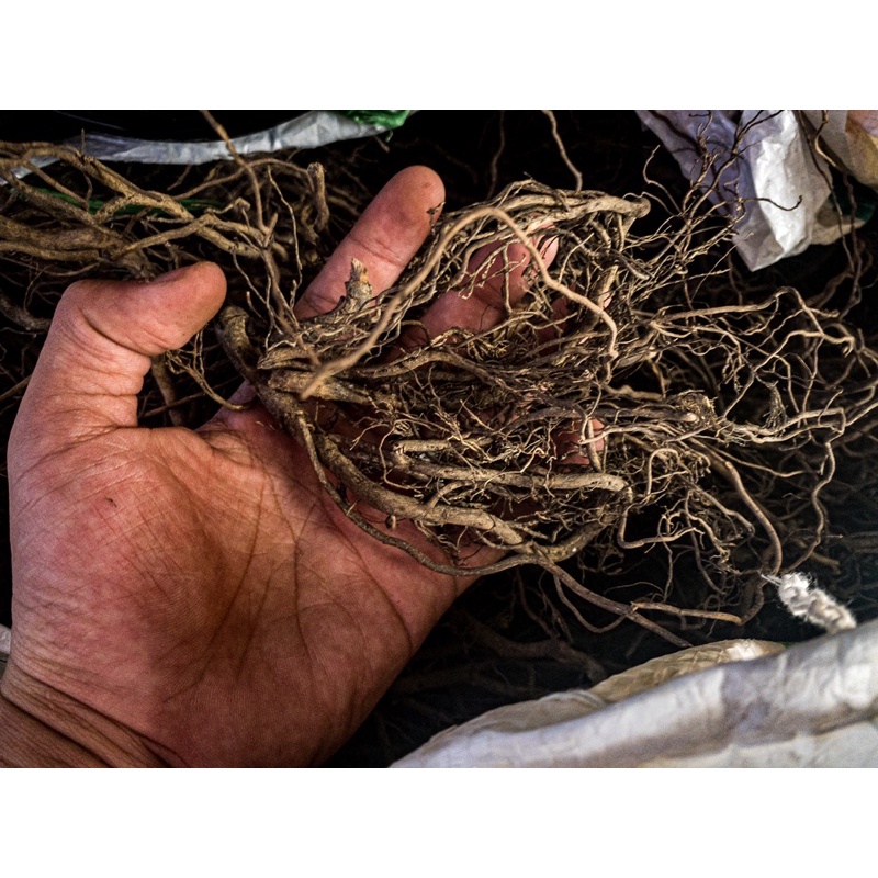 Rễ Dương Cao Cấp (100GR)| Trang Trí Trải Nền, Setup Layout : Thủy Sinh, Biotope, Blackwater | Giá siêu tốt