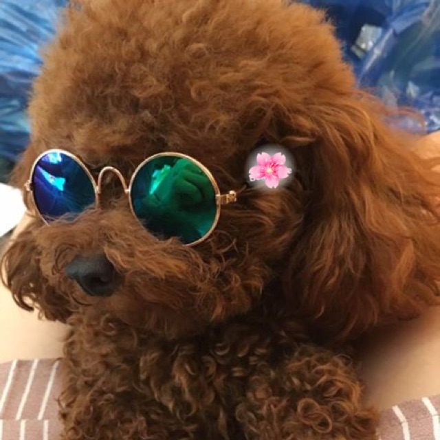 Kính cho thú cưng