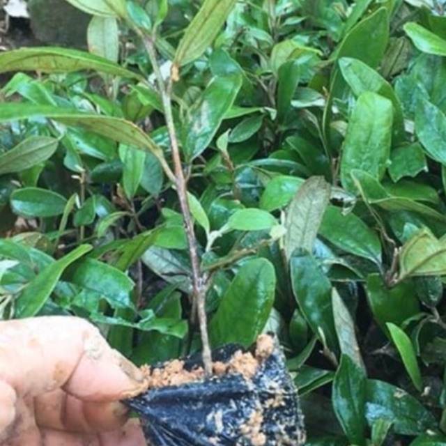 Cây sim giống