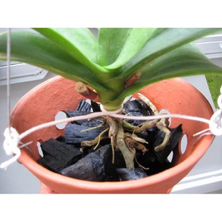 Giá thể trồng Lan trồng cây bằng Than hoa