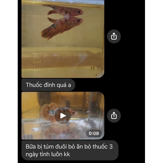 VelvetFix - Fix và phòng Nấm cho betta, guppy