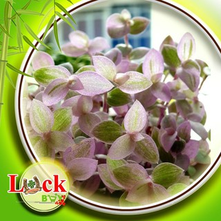 3 Cây Pink Lady ‘Violet’