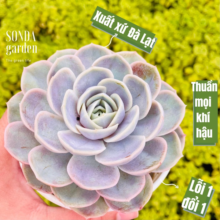 Sen đá lola tím SONDA GARDEN size trung bình 10-12cm, xuất xứ Đà Lạt, khoẻ đẹp, lỗi 1 đổi 1