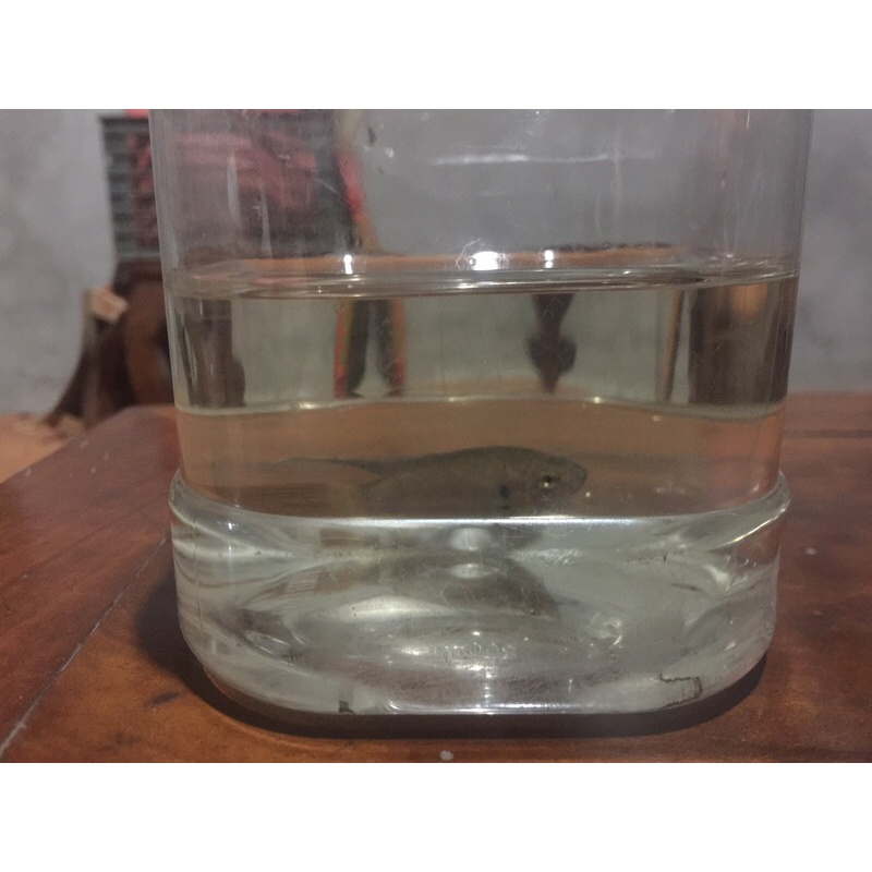 Cá lia thia đồng ( cá cờ )