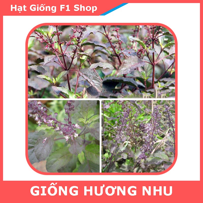 Hạt Giống Hương Nhu Tía Dễ Trồng (3 Gam)