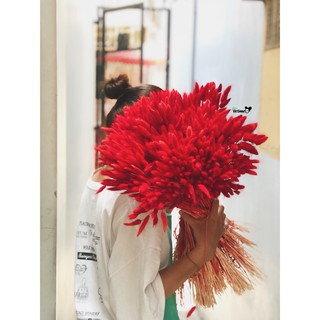Decor - Cỏ đuôi thỏ (bó 50 cành)