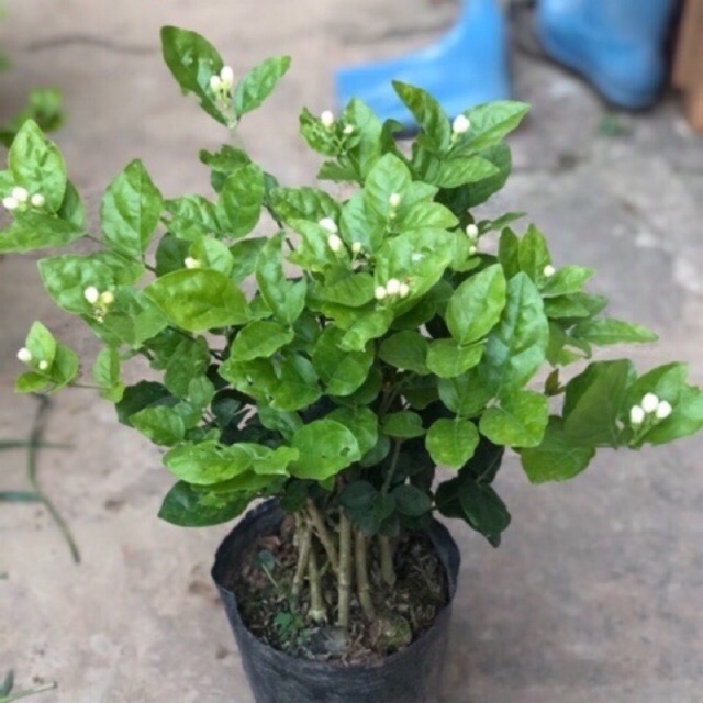 cây nhài ta