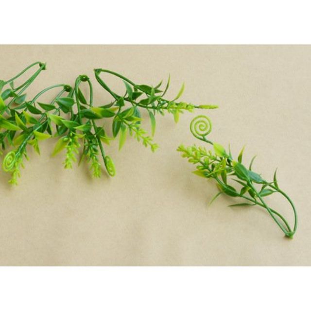 1 kg cỏ điểm ngẫu nhiên