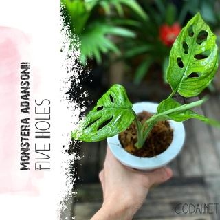 Chậu cây Monstera adansonii Five Holes chậu thủy sinh TC1T