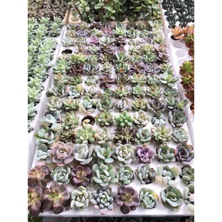 01 cây sen đá size mini 3-5cm cây khoẻ đẹp