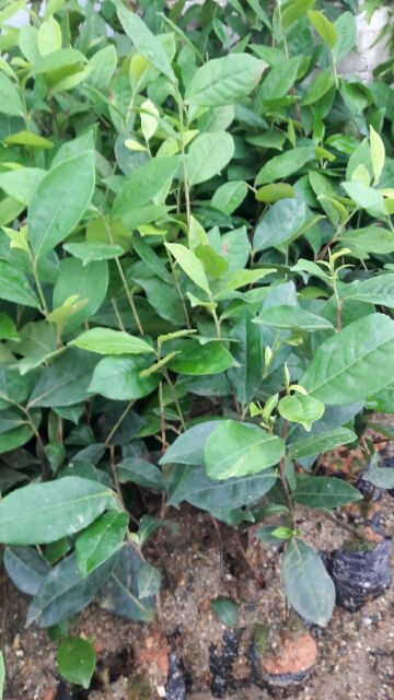 CÂY GIỐNG CHÈ XANH THÁI NGUYÊN